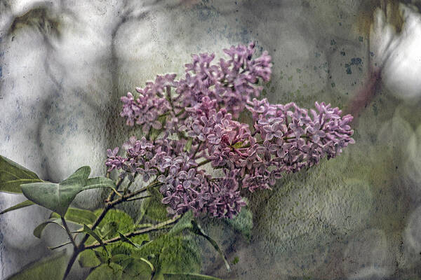Lilac Art Print featuring the photograph Lilac Echo by Bonnie Bruno