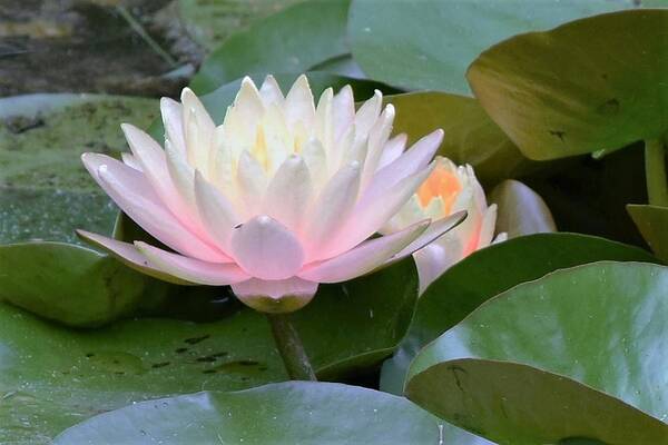Water Lily Art Print featuring the photograph Lilies All Aglow by Mary Ann Artz