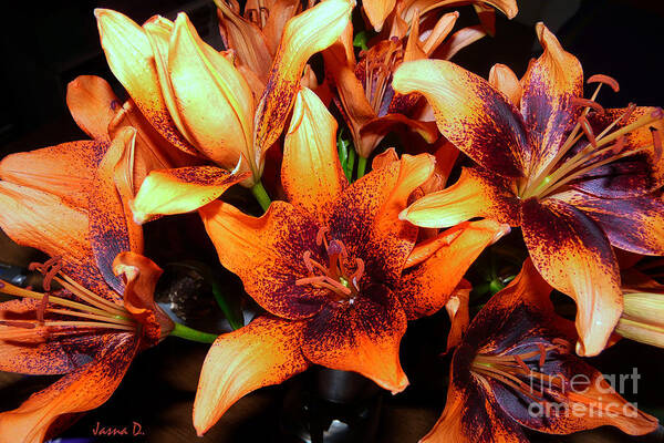 Still Life Art Print featuring the photograph Lilies In the shadow by Jasna Dragun
