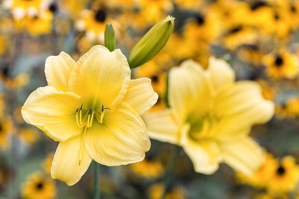 Daylilies Art Print featuring the photograph Lily and Susan by Jeff Abrahamson