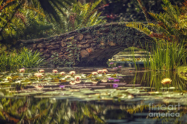 Lily Art Print featuring the photograph Lily Bridge by Tim Wemple