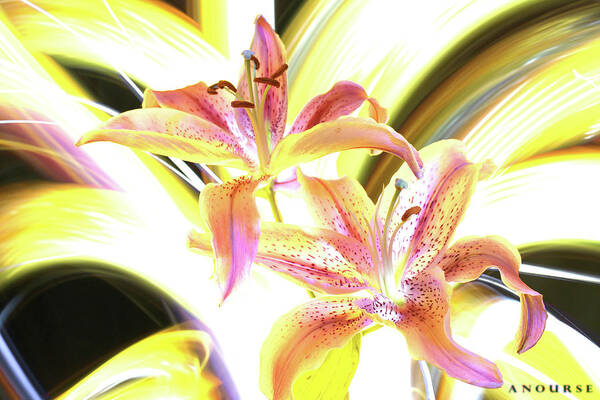 Lightpaint Art Print featuring the photograph Lily Burst by Andrew Nourse