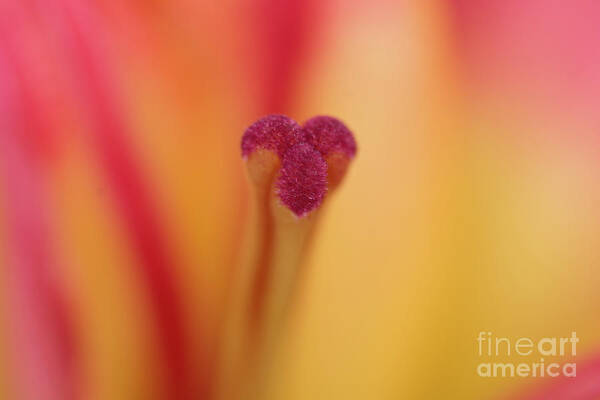 Red And Yellow Lily Art Print featuring the photograph Lily Glory by Steve Purnell