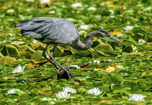 Blue Heron Art Print featuring the photograph Lily Heron by Jerry Cahill
