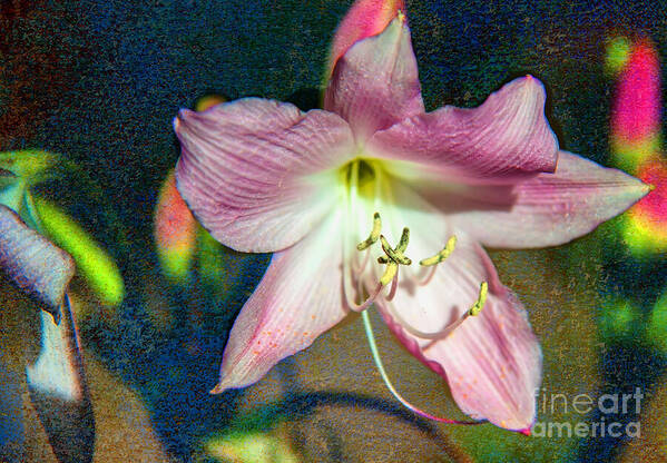 Lily Art Print featuring the photograph Lily in the Parque by Barry Weiss