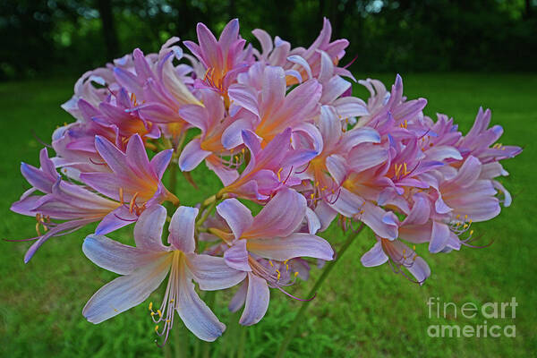 Lily Art Print featuring the photograph Lily Lavender by George D Gordon III