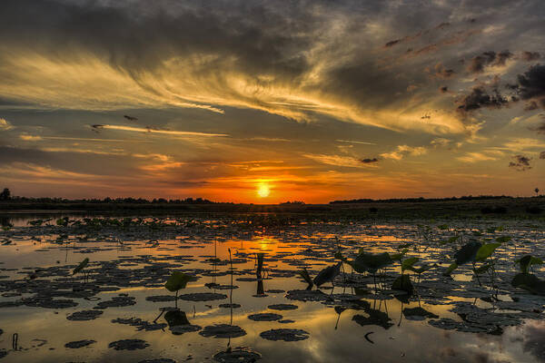 Landscape Art Print featuring the photograph Lily Pad Sunset by Justin Battles