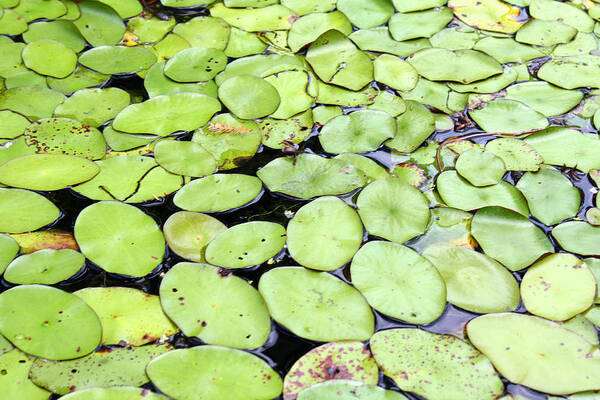 Lily Pads Art Print featuring the photograph Lily Pads by Ellen Tully