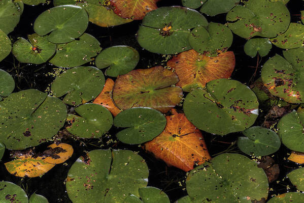 Nymphaeaceae Art Print featuring the photograph Lily Pads by Steve Gravano
