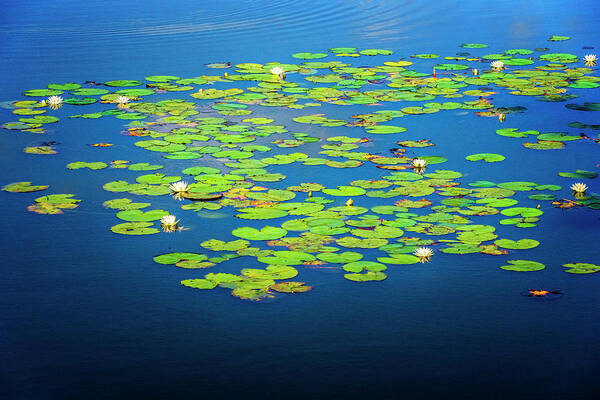 North Port Florida Art Print featuring the photograph Lily Pads by Tom Singleton