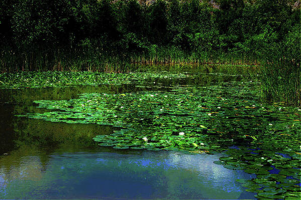 Pond Art Print featuring the photograph Lily Pond by Elaine Manley