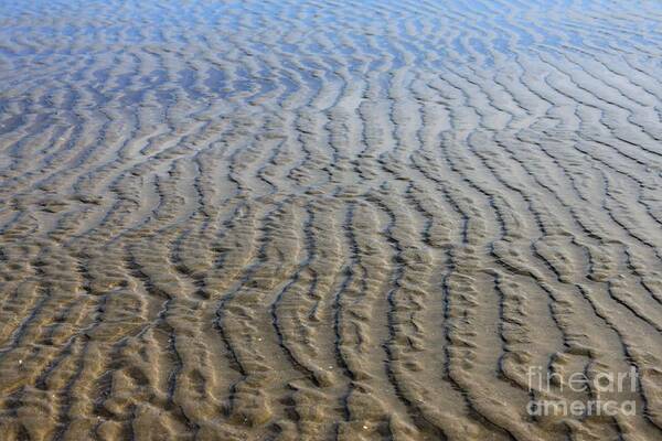 Sand Art Print featuring the photograph Lines in the Sand by Erica Hanel