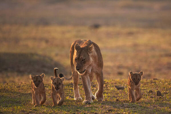 Africa Art Print featuring the photograph Lion family by Johan Elzenga