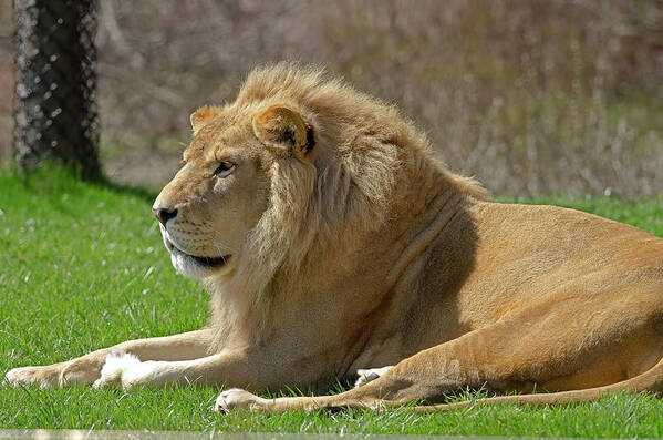 Lion Art Print featuring the photograph Lion by JT Lewis