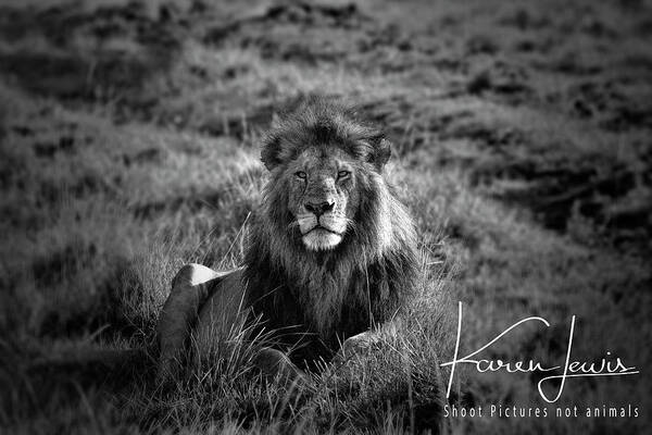 Lion Art Print featuring the photograph Lion King by Karen Lewis