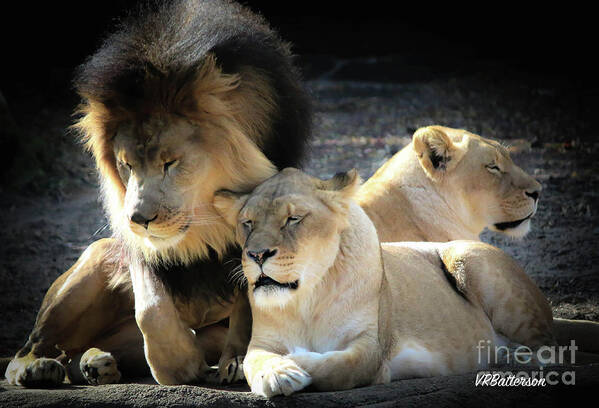Lions Art Print featuring the photograph Lion Pride Memphis Zoo by Veronica Batterson