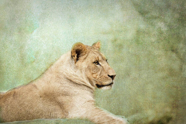 Nc Zoo Art Print featuring the photograph Lioness Portrait by Wade Brooks
