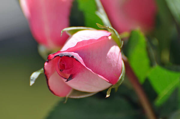 Teresa Blanton Art Print featuring the photograph Lips of Pink by Teresa Blanton