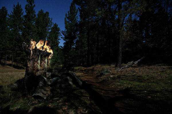 Landscape Art Print featuring the photograph Lit Log Along the Trail by Scott Cunningham