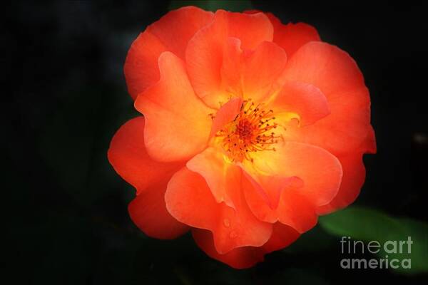 Flower Art Print featuring the photograph Lite up by Merle Grenz