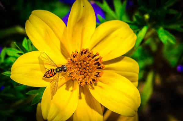 Macro Closeup Bee Flower Yellow Garden Bruce Pritchett Photography Art Print featuring the photograph Little bee by Bruce Pritchett