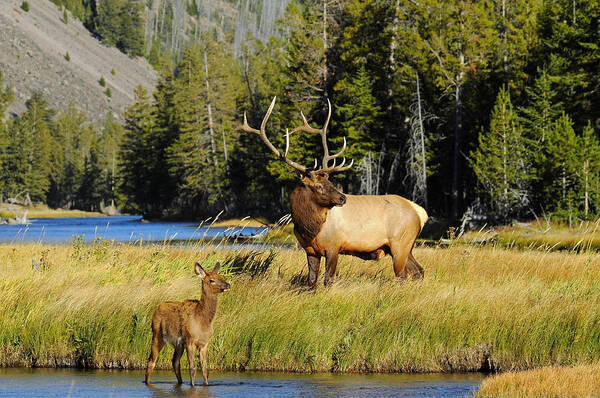 Elk Art Print featuring the photograph Little Big Man by Sandy Sisti