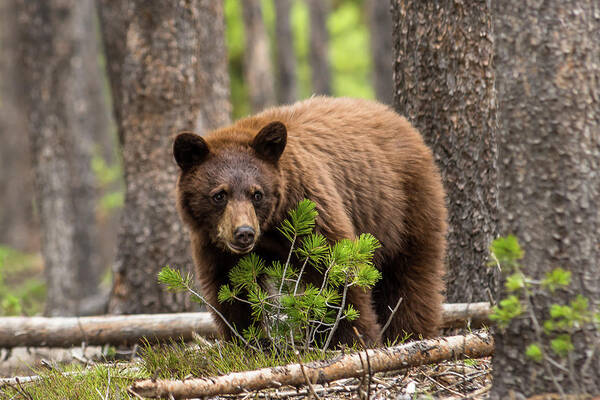 Black Bear Art Print featuring the photograph Little Cinnamon In Forest by Yeates Photography