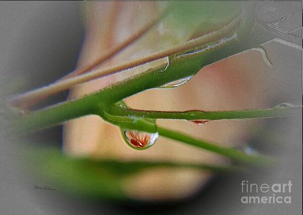 Raindrops Art Print featuring the photograph Little Red by Yumi Johnson