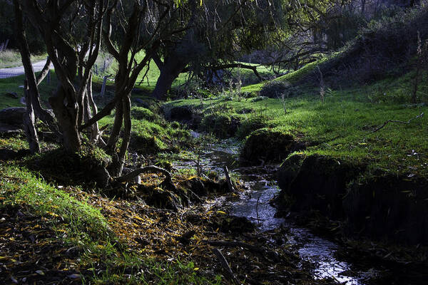 Stream Art Print featuring the photograph Little Stream by Kelly King