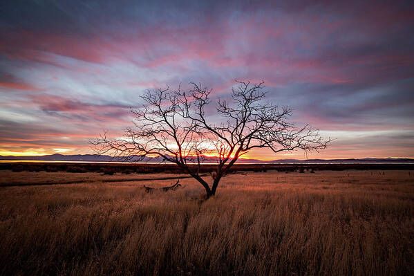 Sunset Art Print featuring the photograph Little Tree Sunset by Wesley Aston