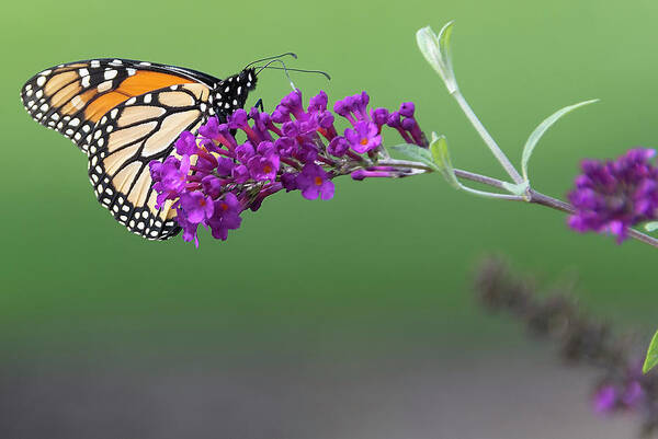 Butterfly Art Print featuring the photograph Little Wing by Angelo Marcialis