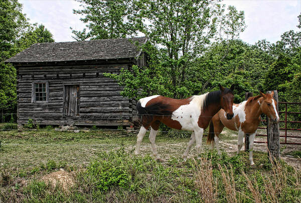 Horses Art Print featuring the photograph Livingston Cabin by Patricia Montgomery
