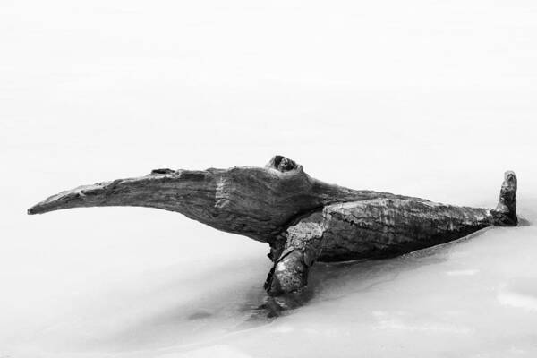 Black And White Art Print featuring the photograph Log Monster by Michael Hubley