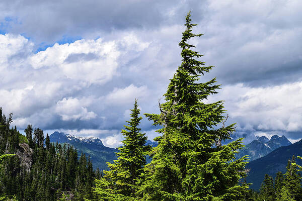 Mt. Baker Art Print featuring the photograph Lone Fir with Clouds by Tom Cochran
