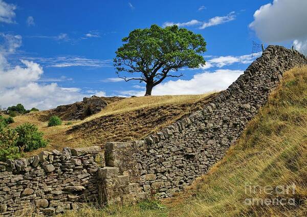 Lone Tree Art Print featuring the photograph Lone Moorland Tree in Yorkshire Dales by Martyn Arnold