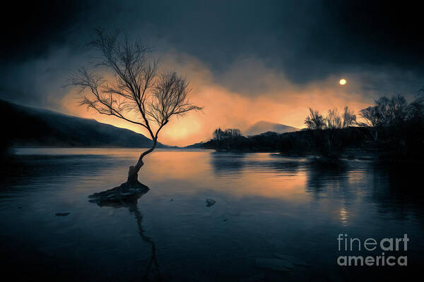 Llanberis Art Print featuring the photograph Lone Tree Snowdonia by Adrian Evans