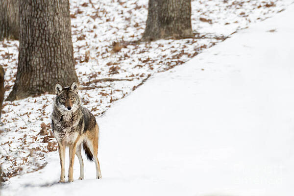 Coyote Art Print featuring the photograph Lone Winter Coyote by Andrea Silies