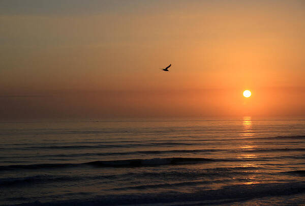 Bird Fly Flight Gull Alone Sun Sunrise Sky Ocean Wave Reflection Nature Golden Gold Art Print featuring the photograph Lonely Flight by Andrei Shliakhau