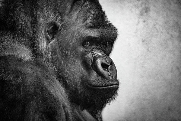 Gorilla Art Print featuring the photograph Lonely Gorilla by Philip Rodgers