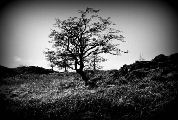 Tree Art Print featuring the photograph Lonely tree by Lukasz Ryszka