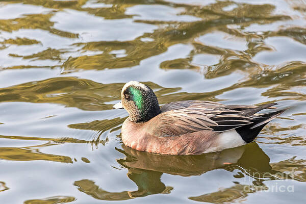 American Wigeon Art Print featuring the photograph Lonely Wigeon by Kate Brown
