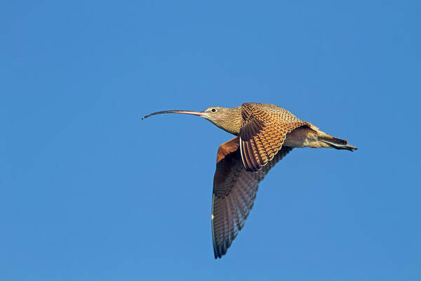 Long-billed Curley Art Print featuring the photograph Long-billed Curlew in Flight by Mark Miller
