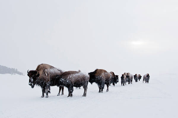 Bison Buffalo American Endangered Species Extinction Recovery Yellowstone Snow Cold Winter Art Print featuring the photograph Long Brown Line by D Robert Franz