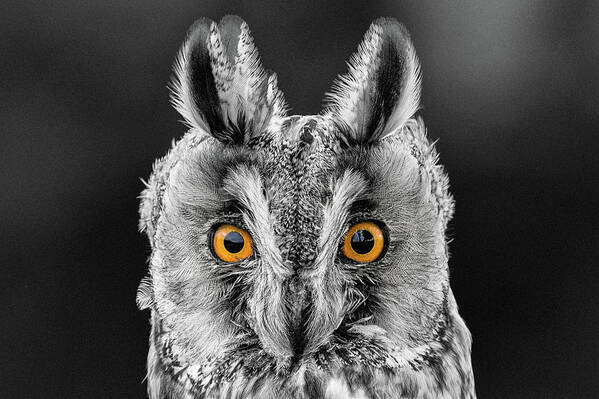 Long Eared Owl Art Print featuring the photograph Long Eared Owl 2 by Nigel R Bell