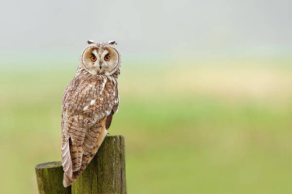 Long-eared Owl Art Print featuring the photograph Long Eared Owl by Roeselien Raimond