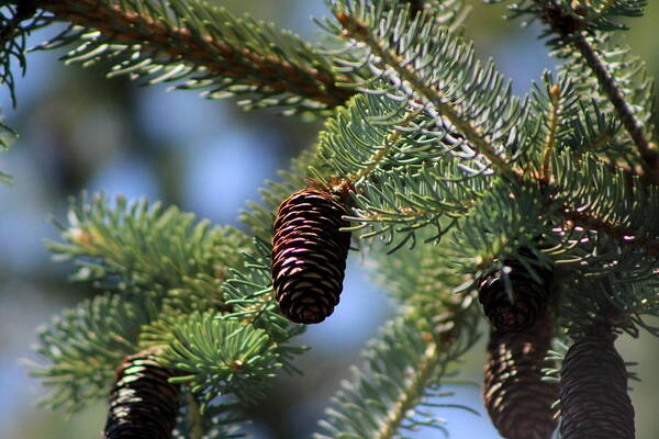 Long Pinecone Art Print featuring the photograph Long Pinecones on Calliste Green by Colleen Cornelius