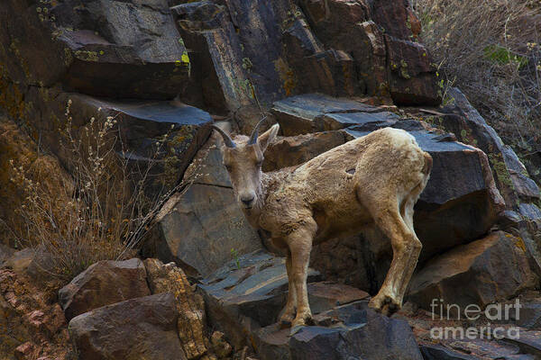 Big Horn Sheep Art Print featuring the photograph Look Mom by Barbara Schultheis