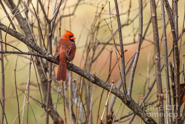 Cardinal Art Print featuring the photograph Looking Back by Marie Fortin