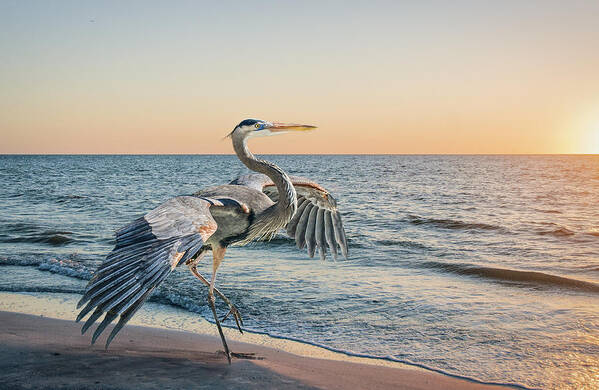 Great Blue Heron Art Print featuring the photograph Looking For Supper by Brian Tarr