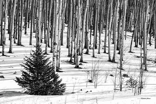 Aspen Art Print featuring the photograph Looking Through The Aspen Black and White by Stephen Johnson
